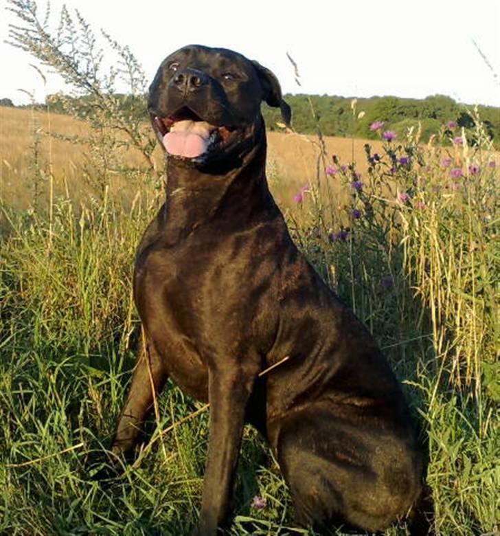 Cane corso Odin billede 2