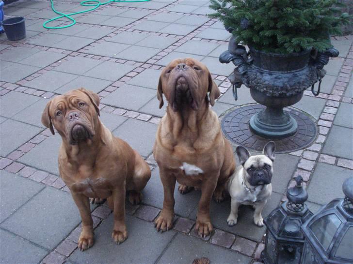 Fransk bulldog Berta billede 7