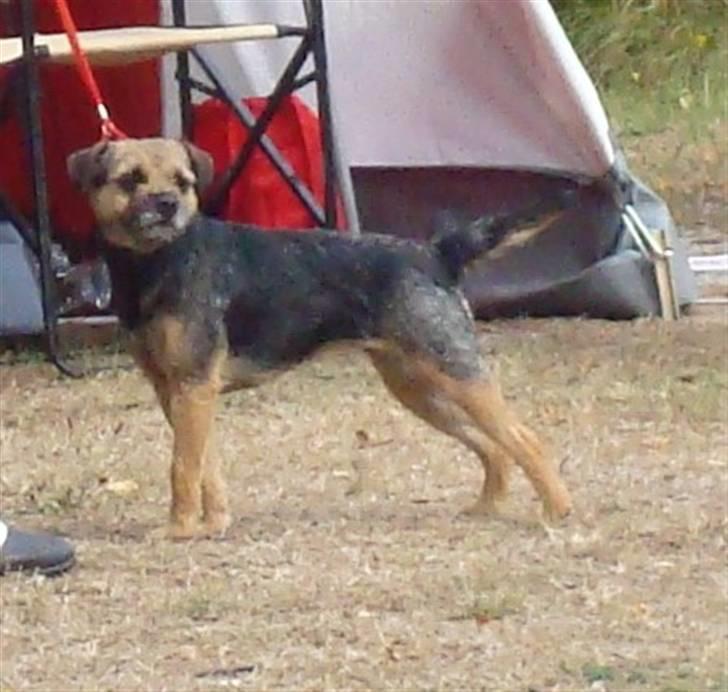 Border terrier Dalshøj´s Tikki - hej og velkommen på tikkis profil i er hjertelig velkommen =) billede 1