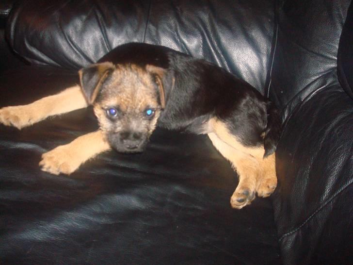 Border terrier Dalshøj´s Tikki - se den smukke pige ! billede 2