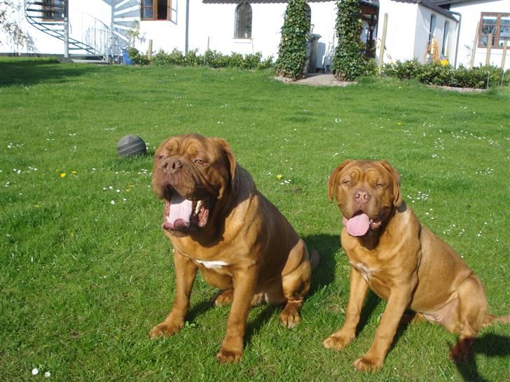 Dogue de bordeaux Cæsar R.I.P billede 7