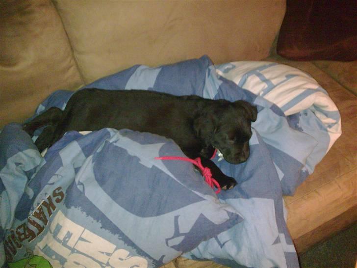 Labrador retriever <3 Bonto <3  - Han ligger og slapper af og vogter over sofaén hehe.. billede 2