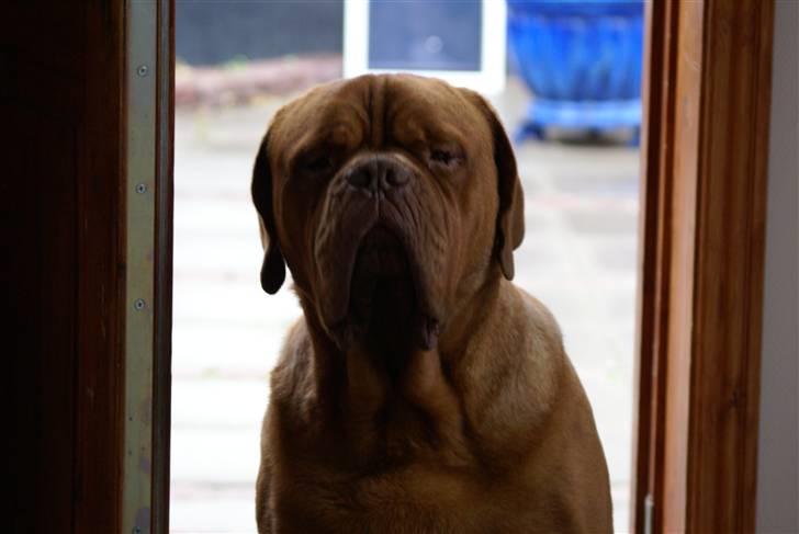 Dogue de bordeaux Cæsar R.I.P billede 8