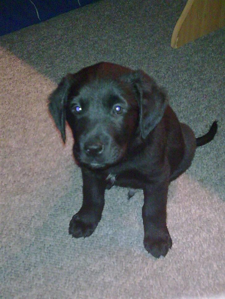 Labrador retriever <3 Bonto <3  - Er han ikke bare dejlig.. billede 3