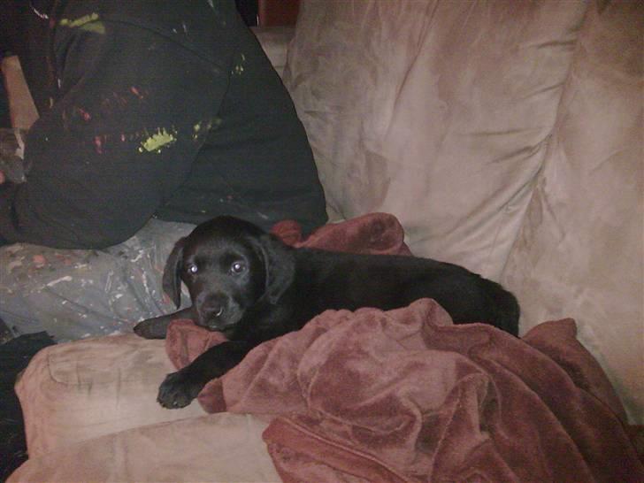 Labrador retriever <3 Bonto <3  - Ligger trofast ved sin far.. billede 4