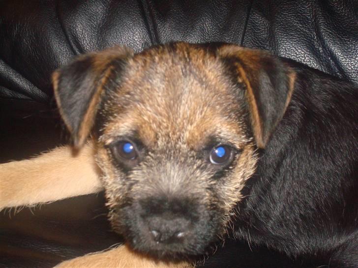 Border terrier Dalshøj´s Tikki - se et flot hoved billed  billede 3