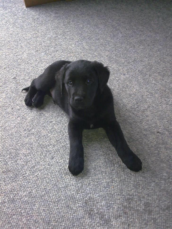 Labrador retriever <3 Bonto <3  billede 5