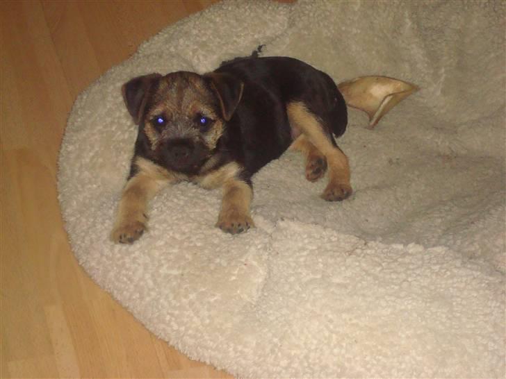 Border terrier Dalshøj´s Tikki - ligger jo lige i min nye kurv billede 4
