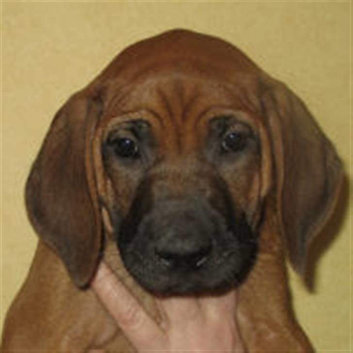 Rhodesian ridgeback Bozzy (Kuzonga's Embo) billede 1