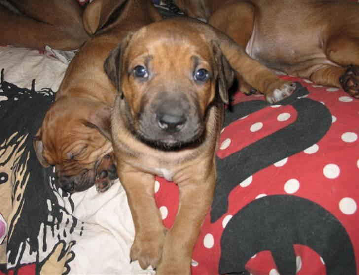 Rhodesian ridgeback Bozzy (Kuzonga's Embo) billede 2