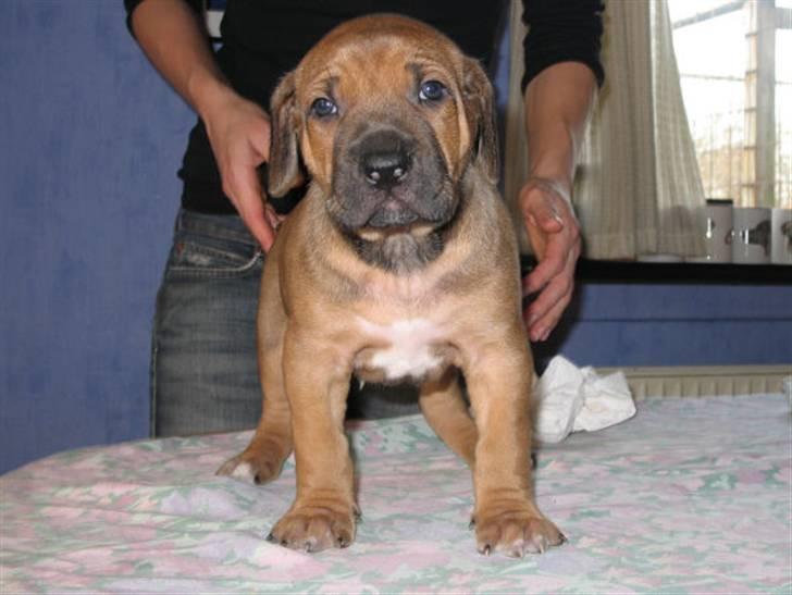 Rhodesian ridgeback Bozzy (Kuzonga's Embo) billede 3