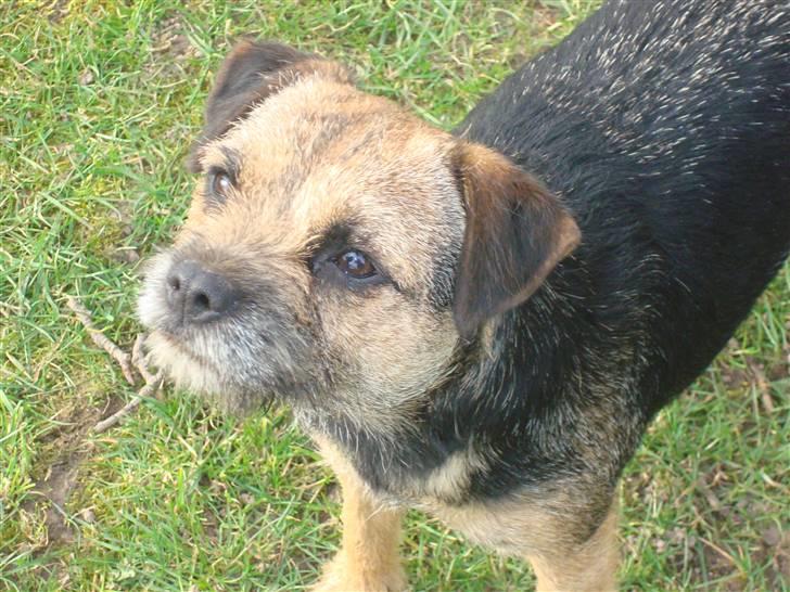 Border terrier Dalshøj´s Tikki billede 5