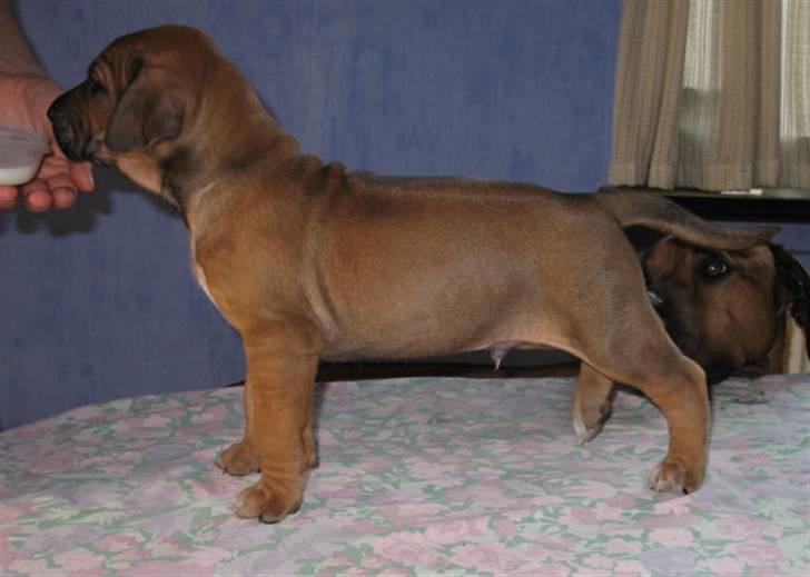 Rhodesian ridgeback Bozzy (Kuzonga's Embo) billede 4