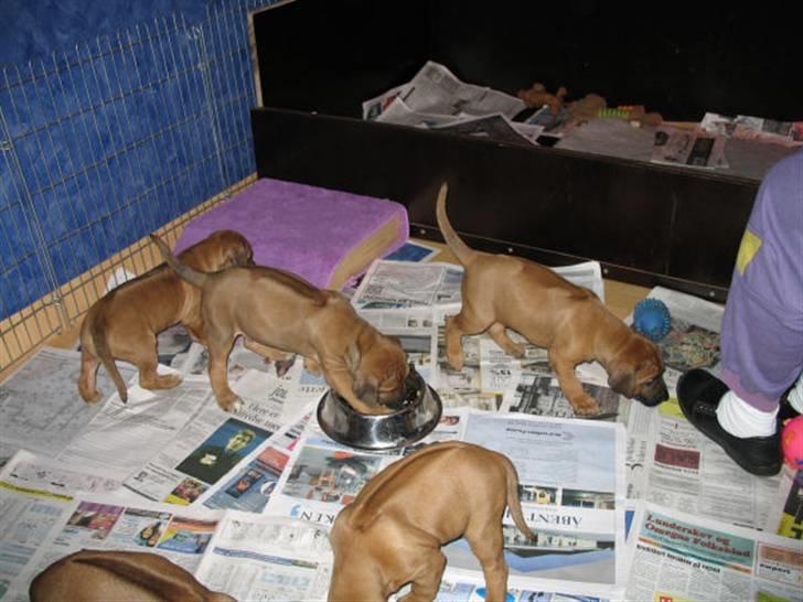 Rhodesian ridgeback Bozzy (Kuzonga's Embo) billede 5
