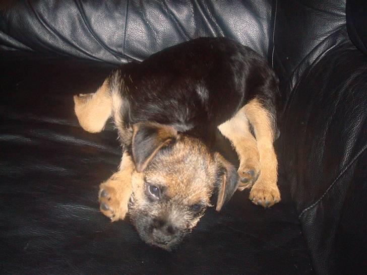 Border terrier Dalshøj´s Tikki - sådan kan man da ikke ligge søde  billede 6