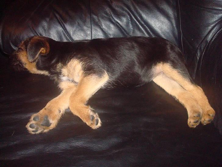 Border terrier Dalshøj´s Tikki - hvor er du bare sød  billede 7