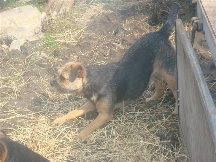 Border terrier Dalshøj´s Tikki billede 8