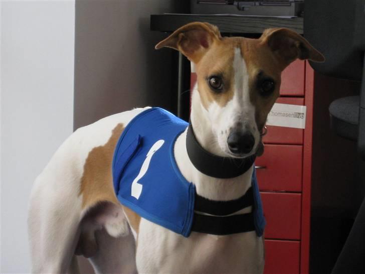 Whippet Hauxwells Thoth - Lækker ny løbetrøje billede 13