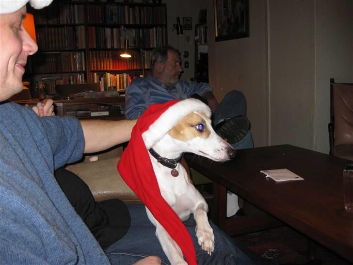 Whippet Hauxwells Thoth - Glædelig jul! billede 14