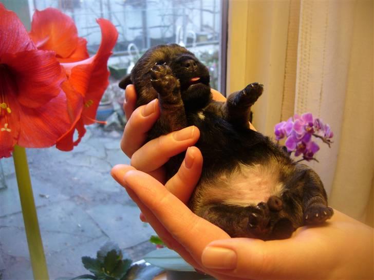 Border terrier Dalshøj´s Tikki - tikki som hvalp er hun ikke bare kær og yndig  billede 9