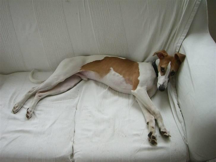 Whippet Hauxwells Thoth billede 15