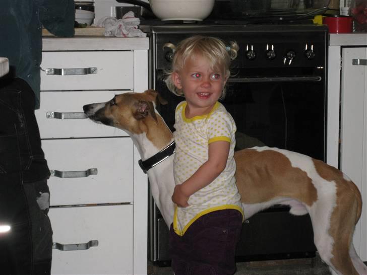 Whippet Hauxwells Thoth - Min "kusine" og jeg billede 16