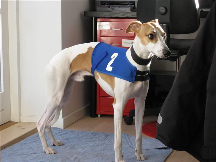 Whippet Hauxwells Thoth billede 17