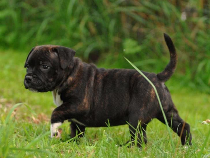 Staffordshire bull terrier AngelicStaff Bright Xenon billede 15