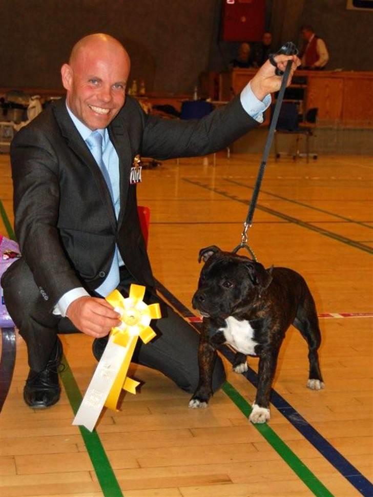 Staffordshire bull terrier AngelicStaff Bright Xenon - Xenon BIR hvalp & BIS3 i Hårlev billede 16