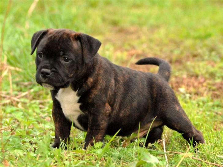 Staffordshire bull terrier AngelicStaff Bright Xenon billede 17