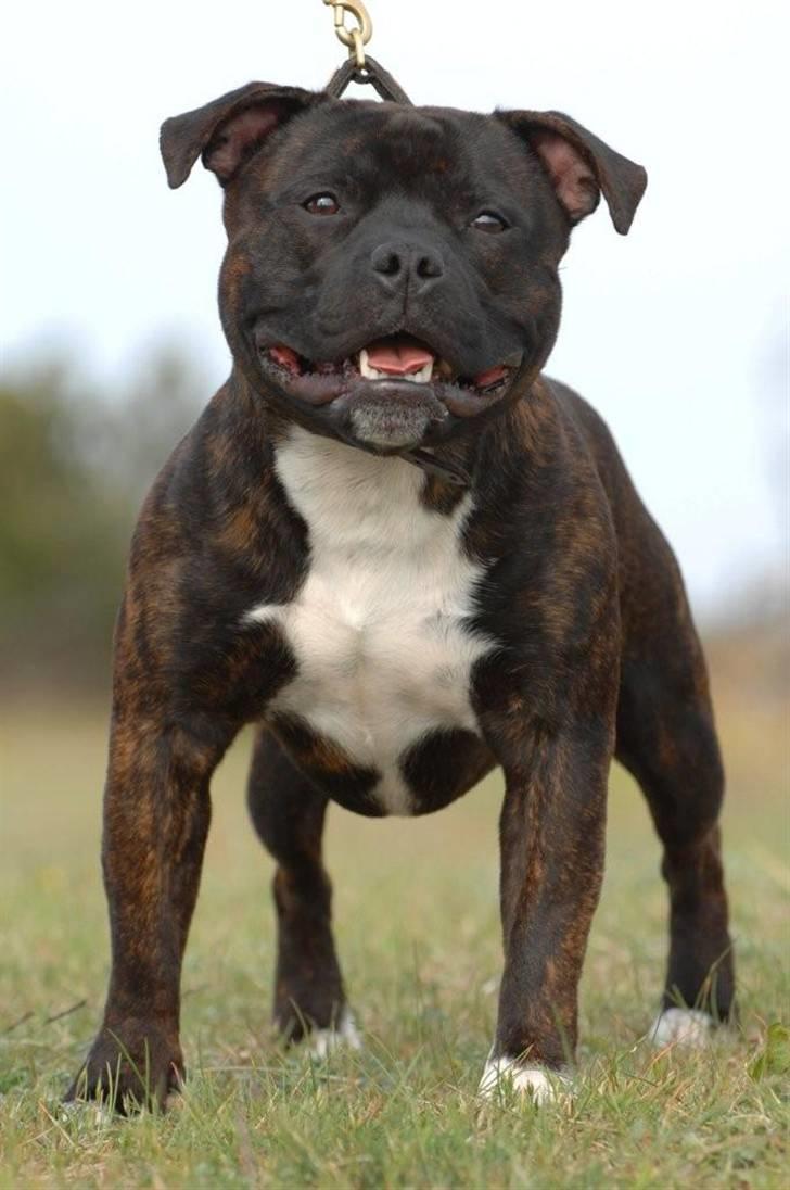 Staffordshire bull terrier AngelicStaff Bright Xenon billede 18