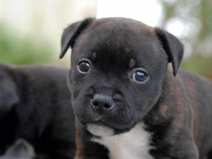 Staffordshire bull terrier AngelicStaff Bright Xenon billede 19