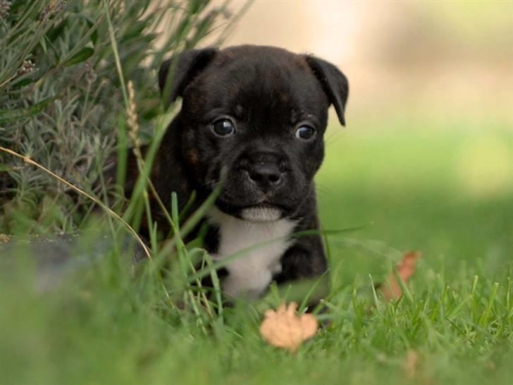 Staffordshire bull terrier AngelicStaff Bright Xenon billede 20