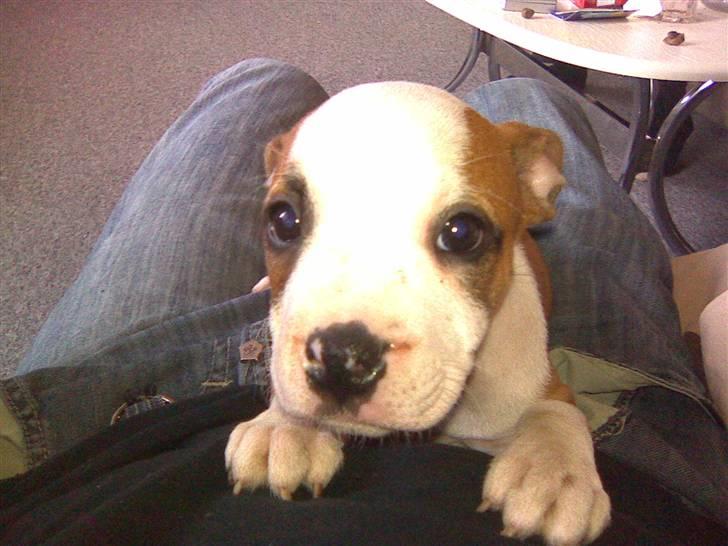 Blanding af racer Tulle - 10 uger billede 6