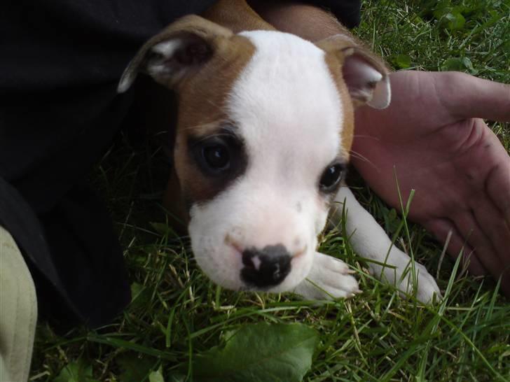 Blanding af racer Tulle - 8 uger billede 7