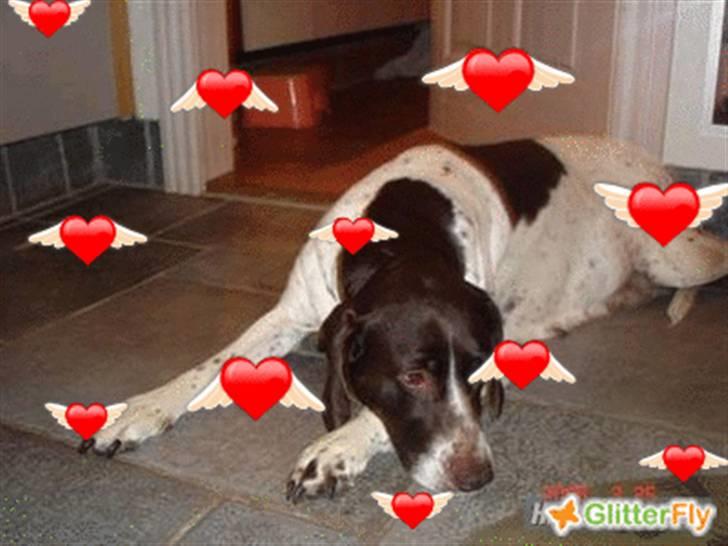 Gammel dansk hønsehund Enya R.I.P - Jeg syntes nu et de der hjereter også skulle tage en lur.. :) billede 12