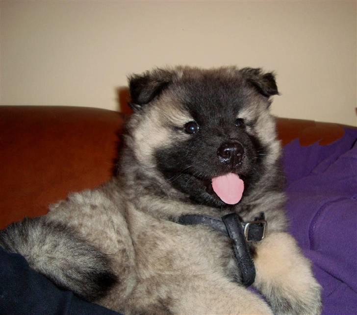 Eurasier Tara - Tara 8 uger lige ankommet til sit nye hjem billede 1