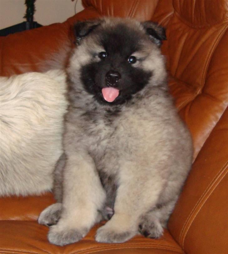 Eurasier Tara billede 2