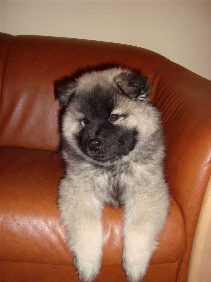 Eurasier Tara billede 3