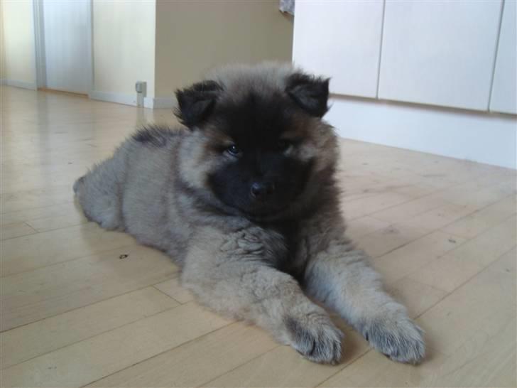 Eurasier Tara billede 4