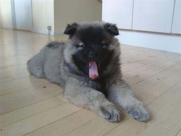 Eurasier Tara billede 5