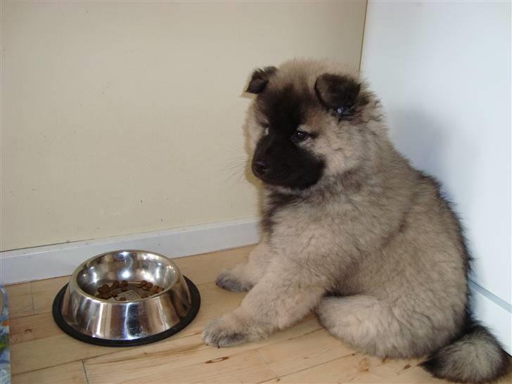 Eurasier Tara billede 6