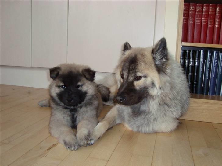 Eurasier Tara - Tara og "storesøster" Luna billede 7