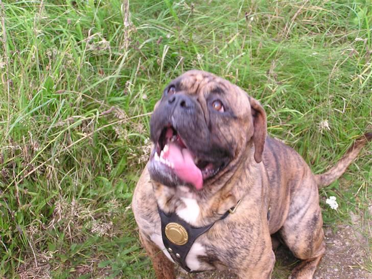 Olde victorian bulldogge waldemar billede 1