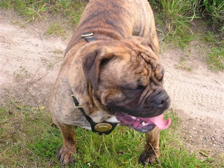 Olde victorian bulldogge waldemar billede 2