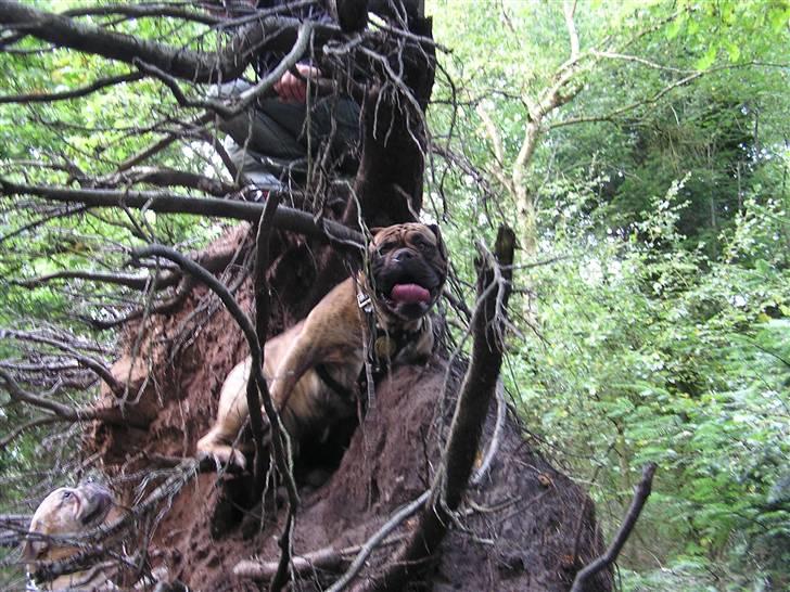 Olde victorian bulldogge waldemar billede 3
