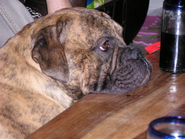 Olde victorian bulldogge waldemar billede 4