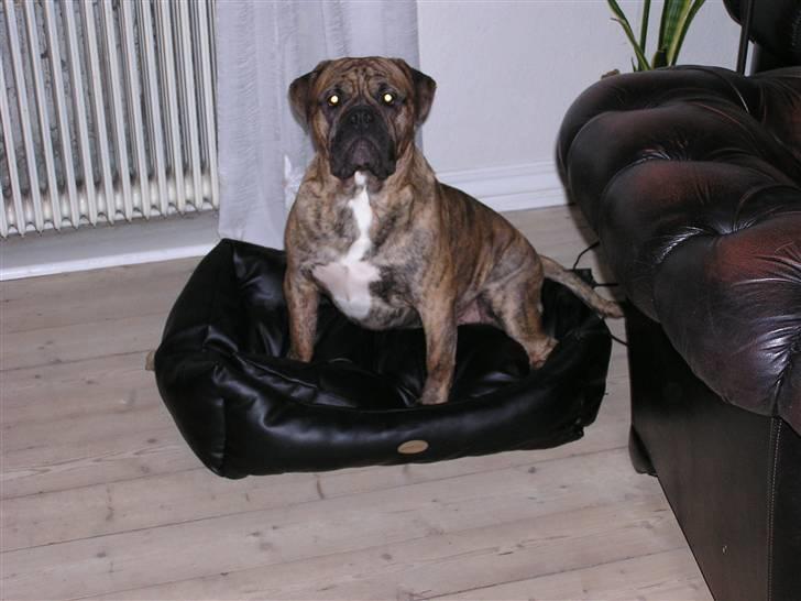 Olde victorian bulldogge waldemar billede 5