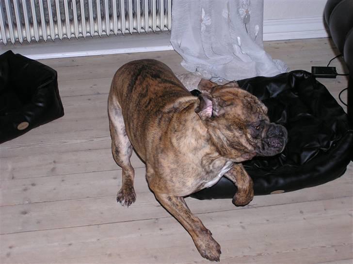 Olde victorian bulldogge waldemar billede 6