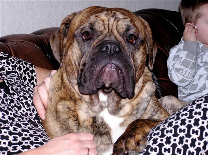 Olde victorian bulldogge waldemar billede 7